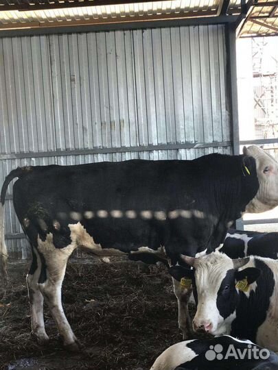 Телята бычки для откорма