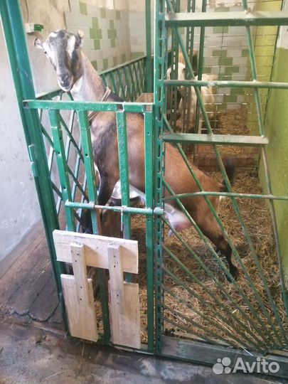 Домашние животные