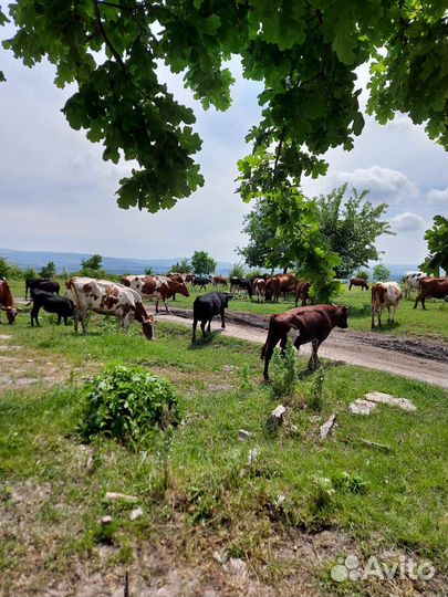 Продажа крс