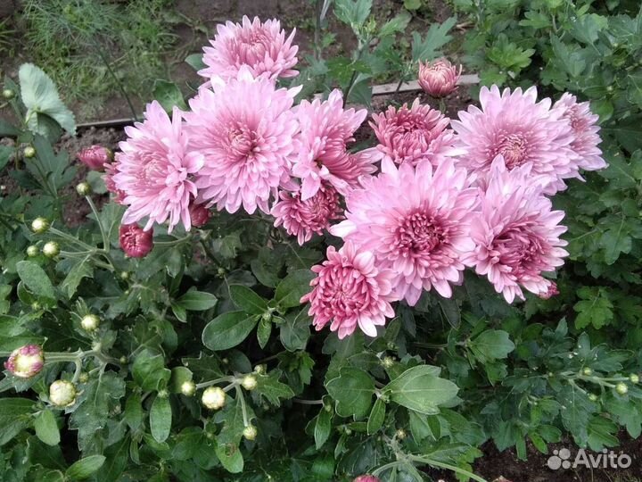 Хризантемы