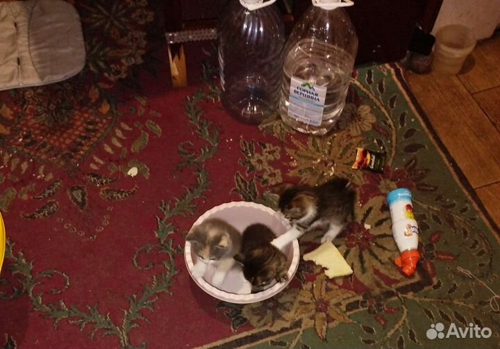 Котята в добрые руки бесплатно