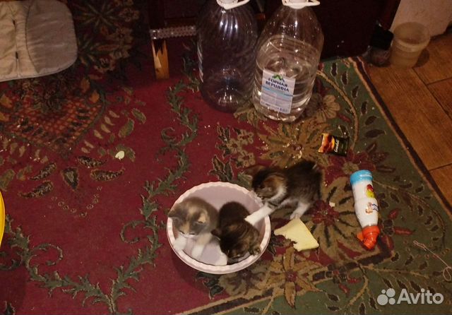 Котята в добрые руки бесплатно