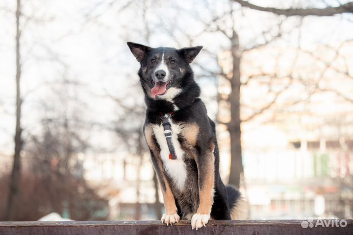 Собака в добрые руки
