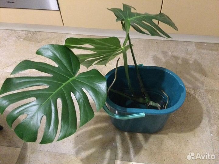 Монстера молодая