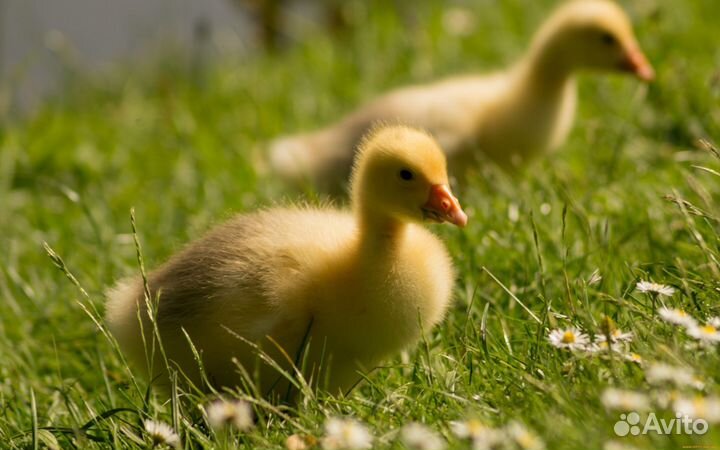 Гусята Цыплята Инкубационное яйцо