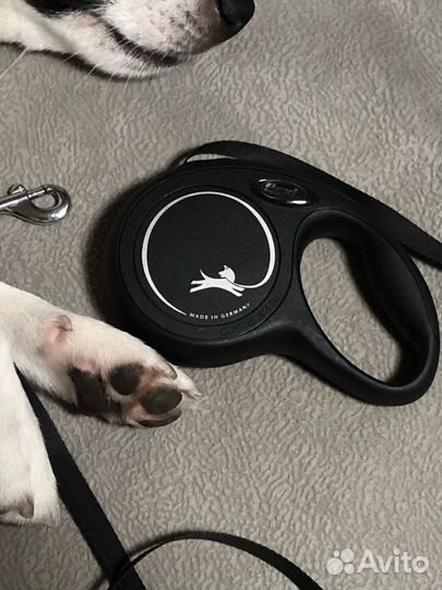 Рулетка для собак flexi до 12 кг