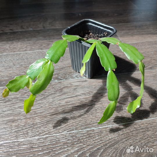 Комнатные цветы