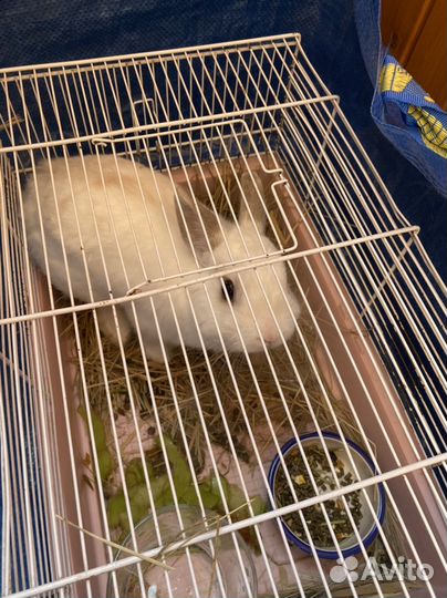 Декоративные карликовые кролики