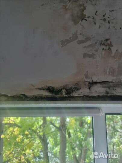 Убрать плесень