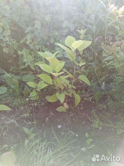 Гортензия аннабель