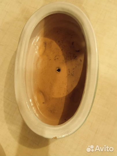 Кактусница