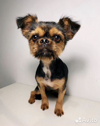 Стрижка собак, груминг с выездом на дом