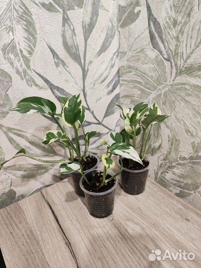 Филодендрон/эпипремнум/сциндапсус