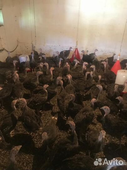 Индюки бронза