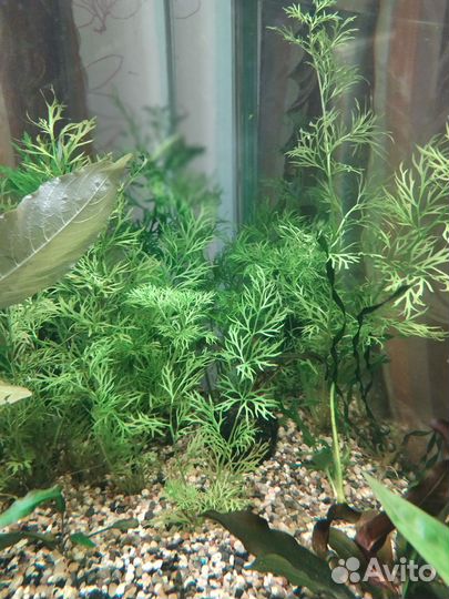 Аквариумное растение