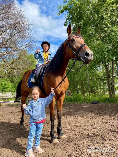 Катание на лошадях в Нижнем Новгороде,прокат