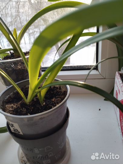 Гиппеаструм