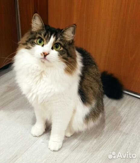 Кошка ищет дом