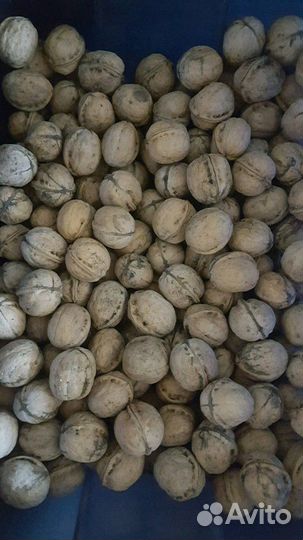 Саженцы грецкого ореха