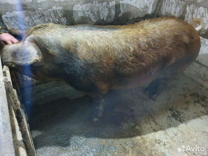 Продам хряка