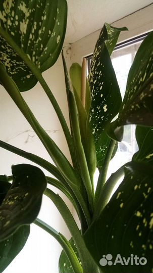 Диффенбахия 1,5 м