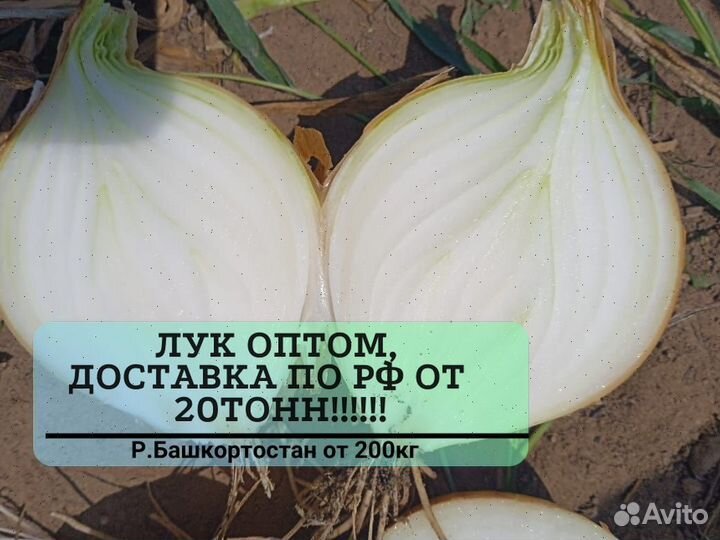Лук с доставкой опт от 20 тонн