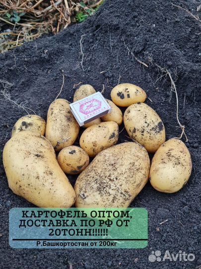 Картофель оптом от 20 тонн