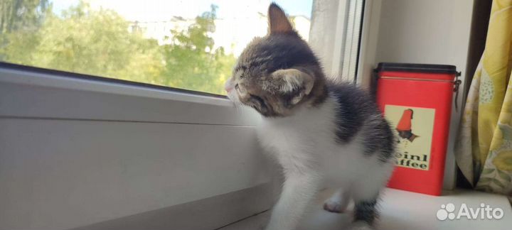 Котёнок девочка в дар бесплатно