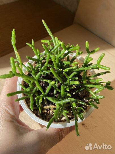 Растение Хатиора