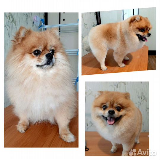 Груминг. Стрижка собак, тримминг, экспресс линька