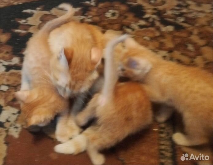 Котята в добрые руки бесплатно