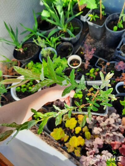 Ива фламинго