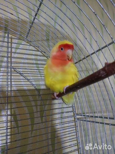 Попугай неразлучники с клеткой