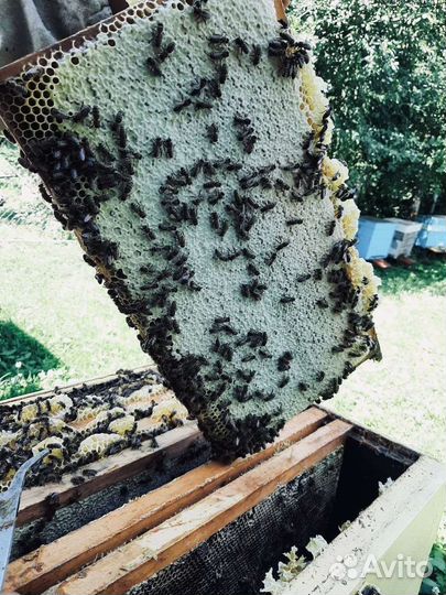 Мёд 2023 Гречиха с разнотравьем