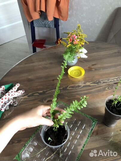 Папоротник