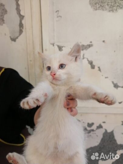 Котята