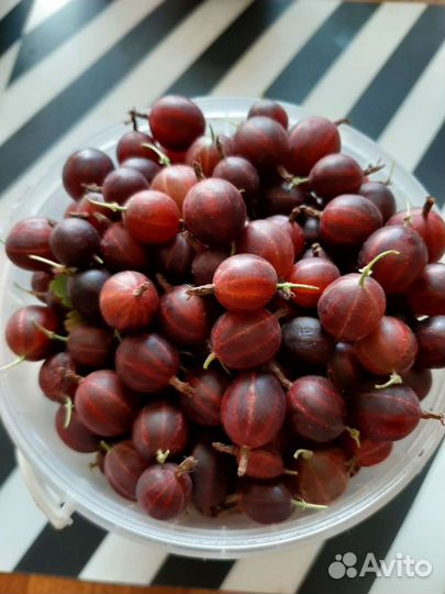 Ягода Крыжовника, черной смородины