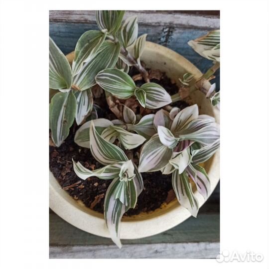 Традесканция Альба квадриколор