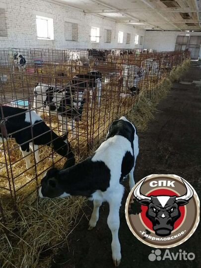 Бычки Телята Быстрорастущие