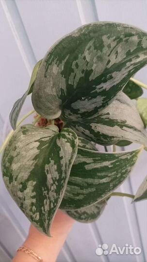 Сциндапсус Сильвер Свен, Silver Swan