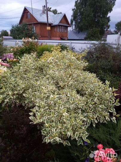 Кустарники садовые