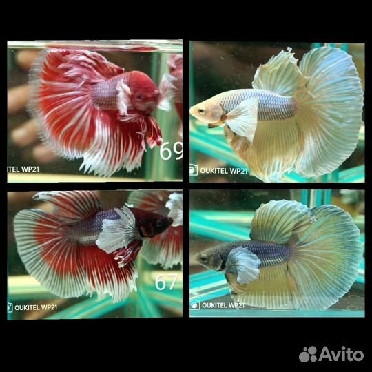 Рыбка петушок халф мун,кои,плакаты,гигантские