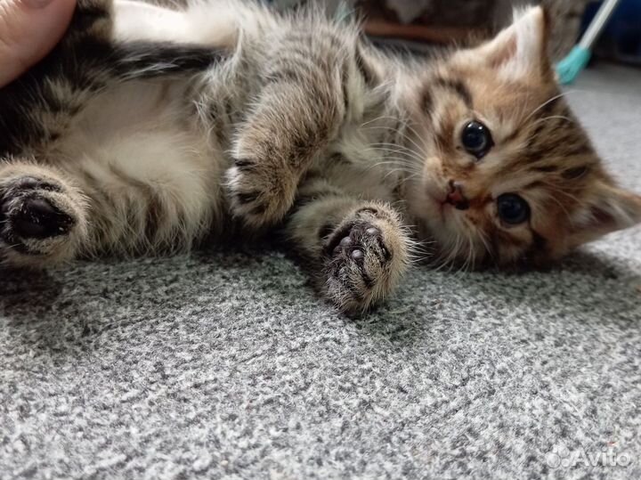 Отдам котёнка бесплатно