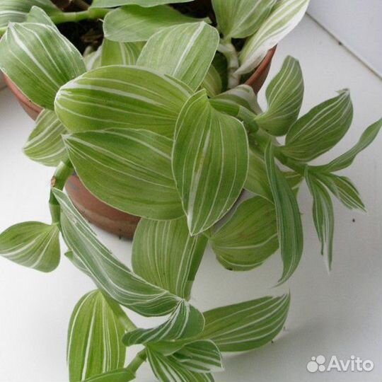 Традесканция несколько сортов