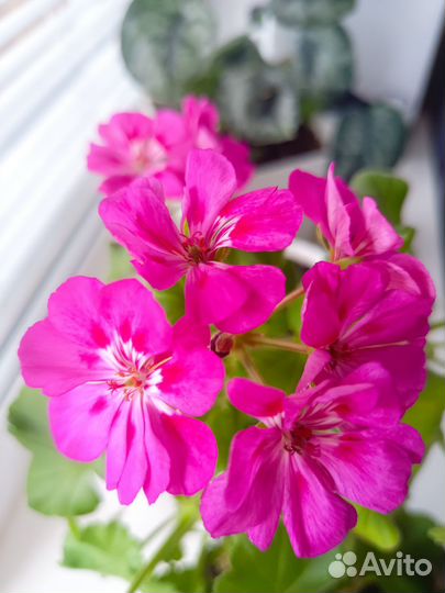 Пеларгонии сортовые