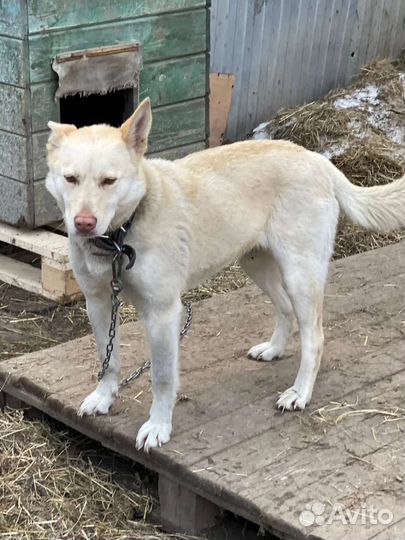 Собачка метис