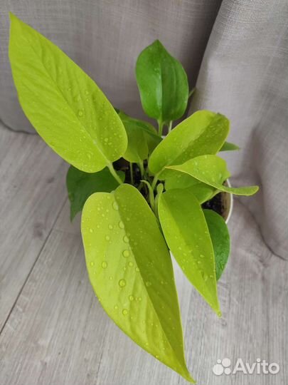 Сциндапсусы эпипремнумы. Комнатные цветы