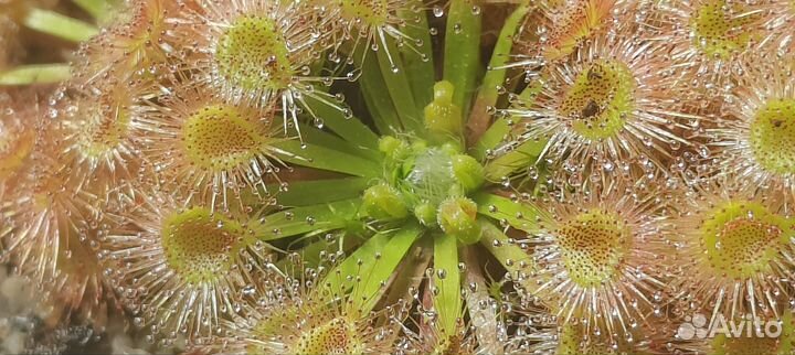 Геммы (семена ) Drosera Pulchella x nitidula