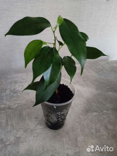 Фикус бенджамина наташа