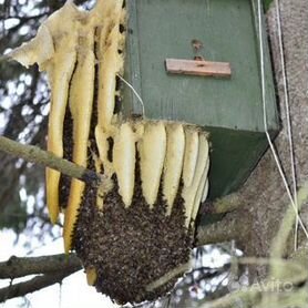 Ловушки для пчел: ящик с рамками, двухкорпусная и роевня